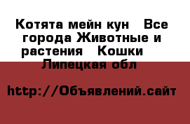 Котята мейн кун - Все города Животные и растения » Кошки   . Липецкая обл.